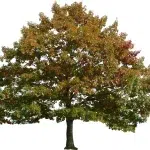 autumn002